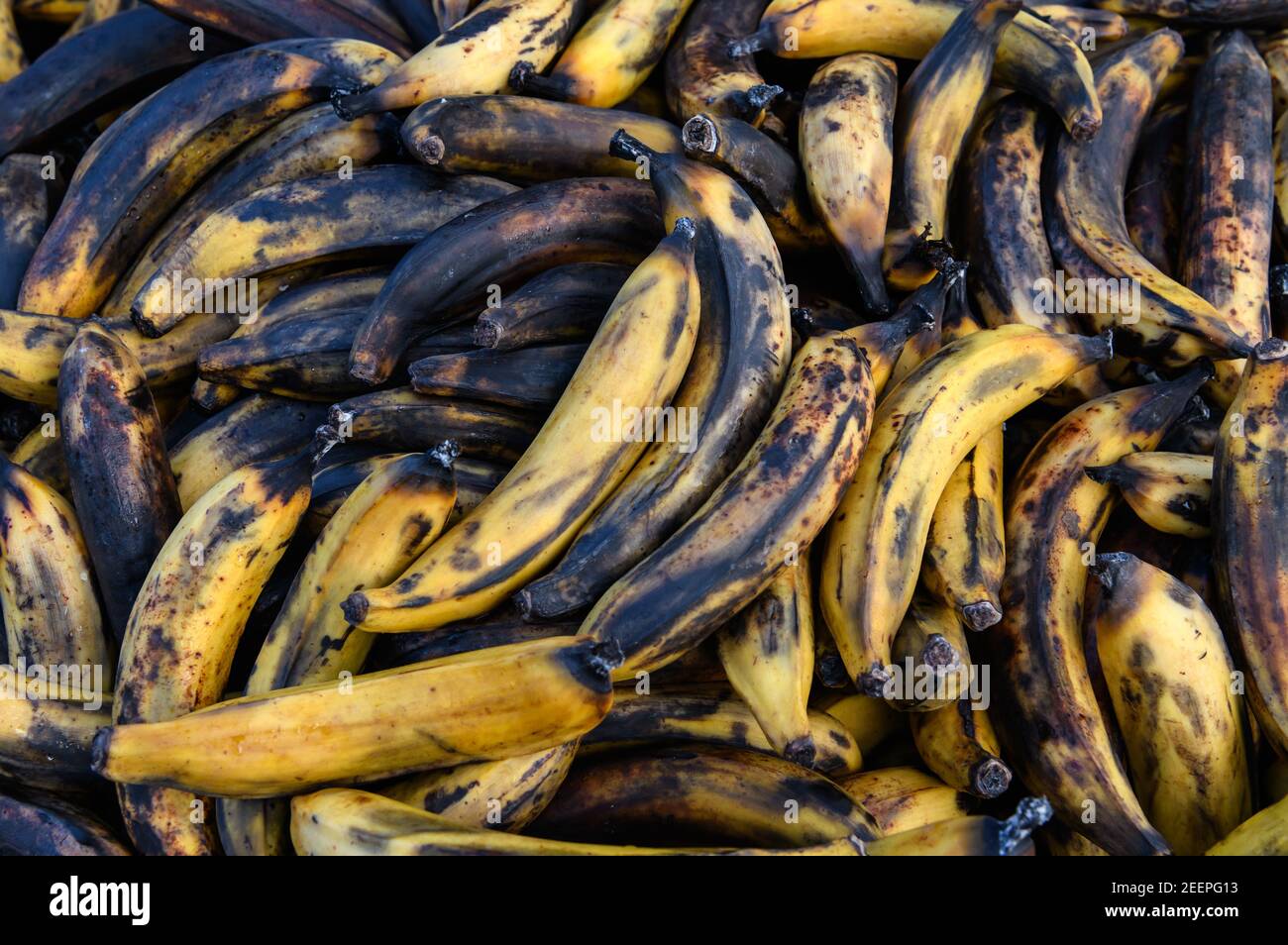 Residuos de alimentos - plátanos maduros en un contenedor de residuos de alimentos en Birmingham Wholesale Markets, Birmingham, Inglaterra, Reino Unido Foto de stock