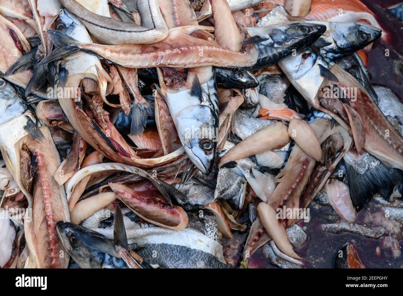 Desechos de alimentos, cabezas de pescado y guetas de pescado en un contenedor de desechos de alimentos en el Birmingham Wholesale Markert, Birmingham, Inglaterra, Reino Unido Foto de stock