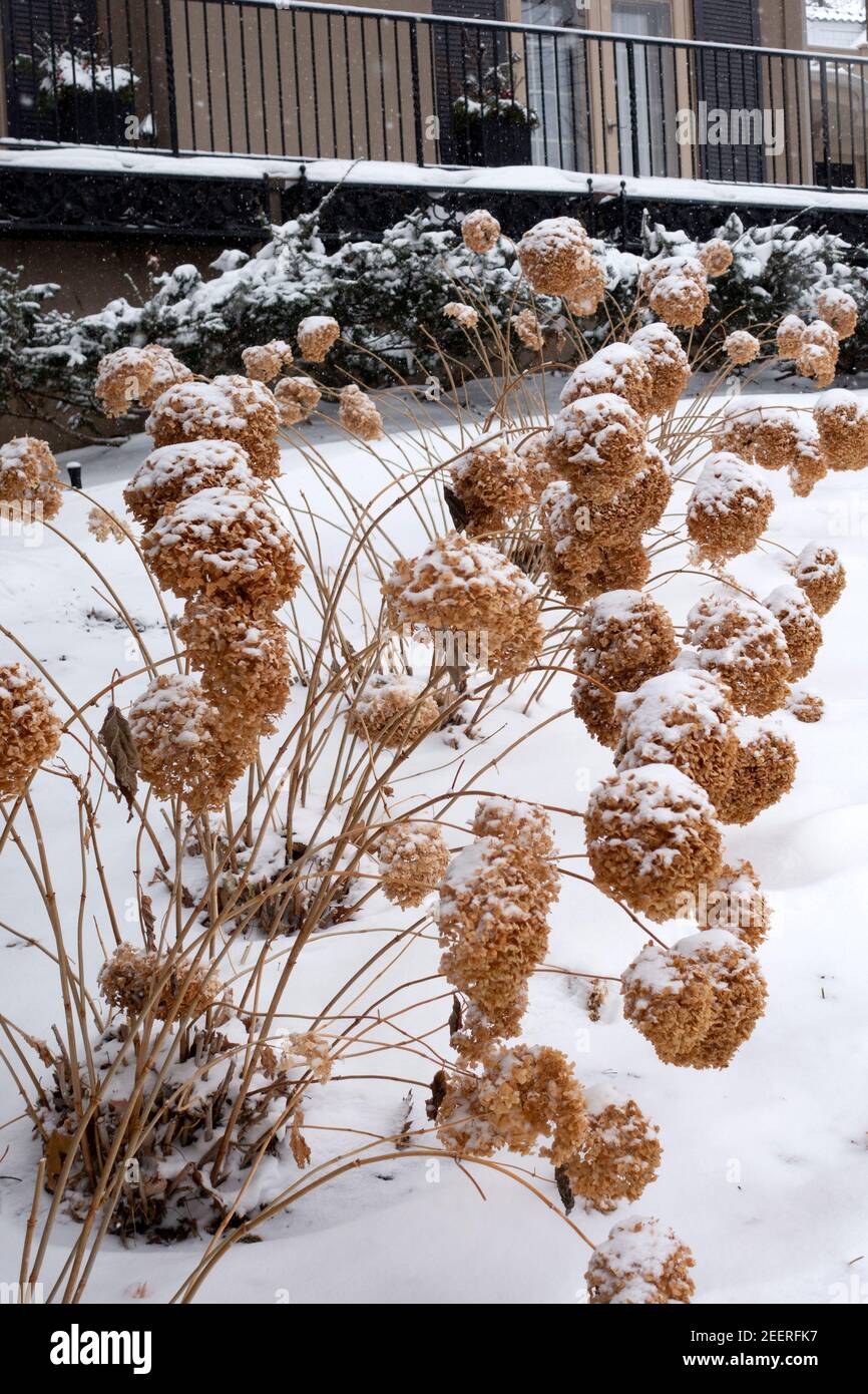 Hidrangeas marrones invernales en la nieve. St Paul Minnesota MN EE.UU Foto de stock