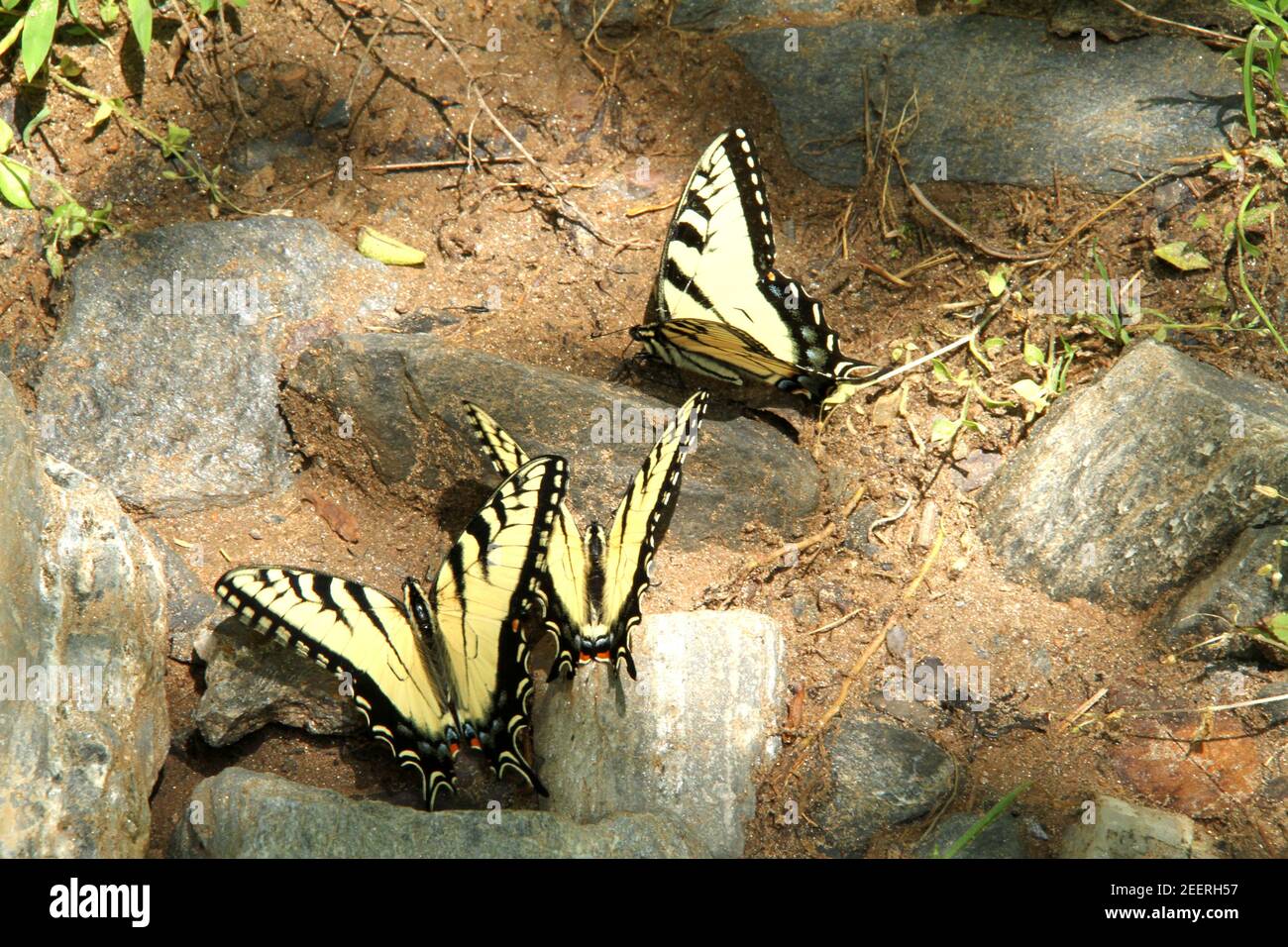 Tigre occidental especie mariposas sobre arena. Foto de stock