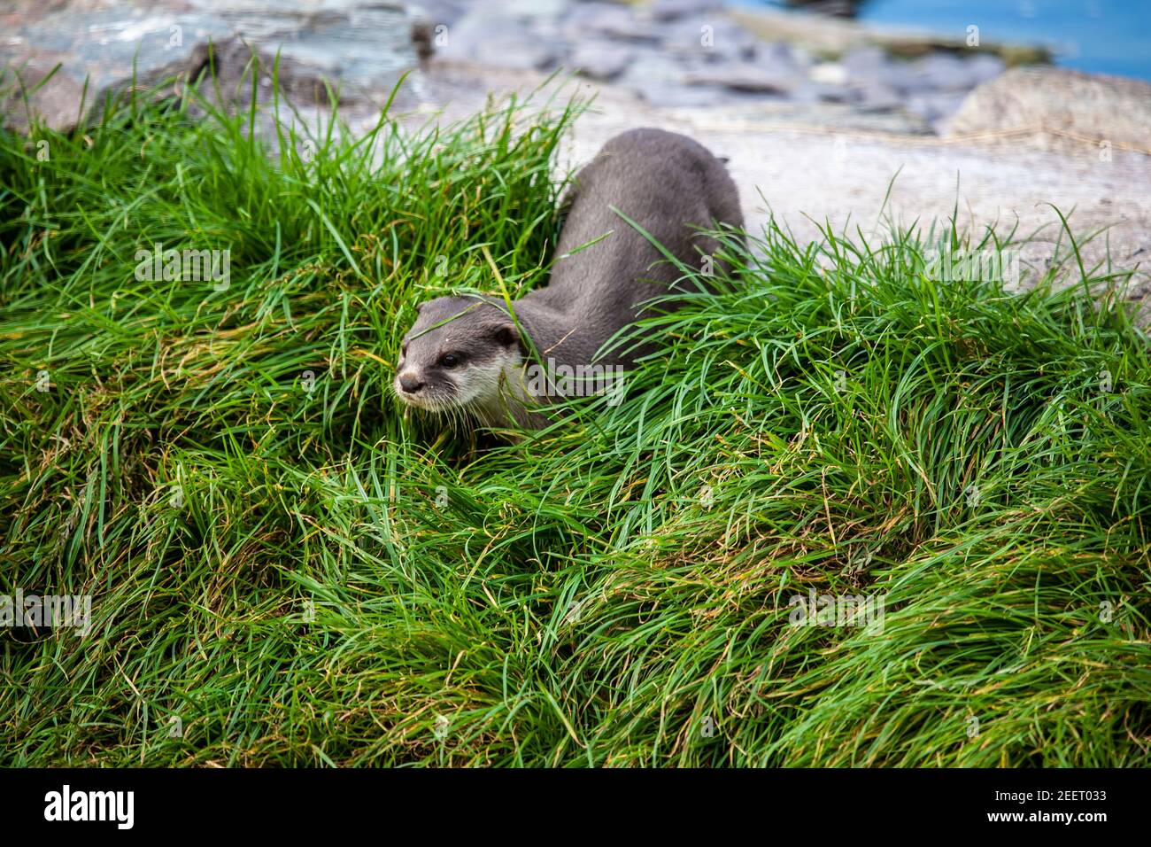 Asia pequeño-clawed otter Aonyx cinereus moviéndose en la hierba espesa encendido tierra seca (cautiva) Foto de stock