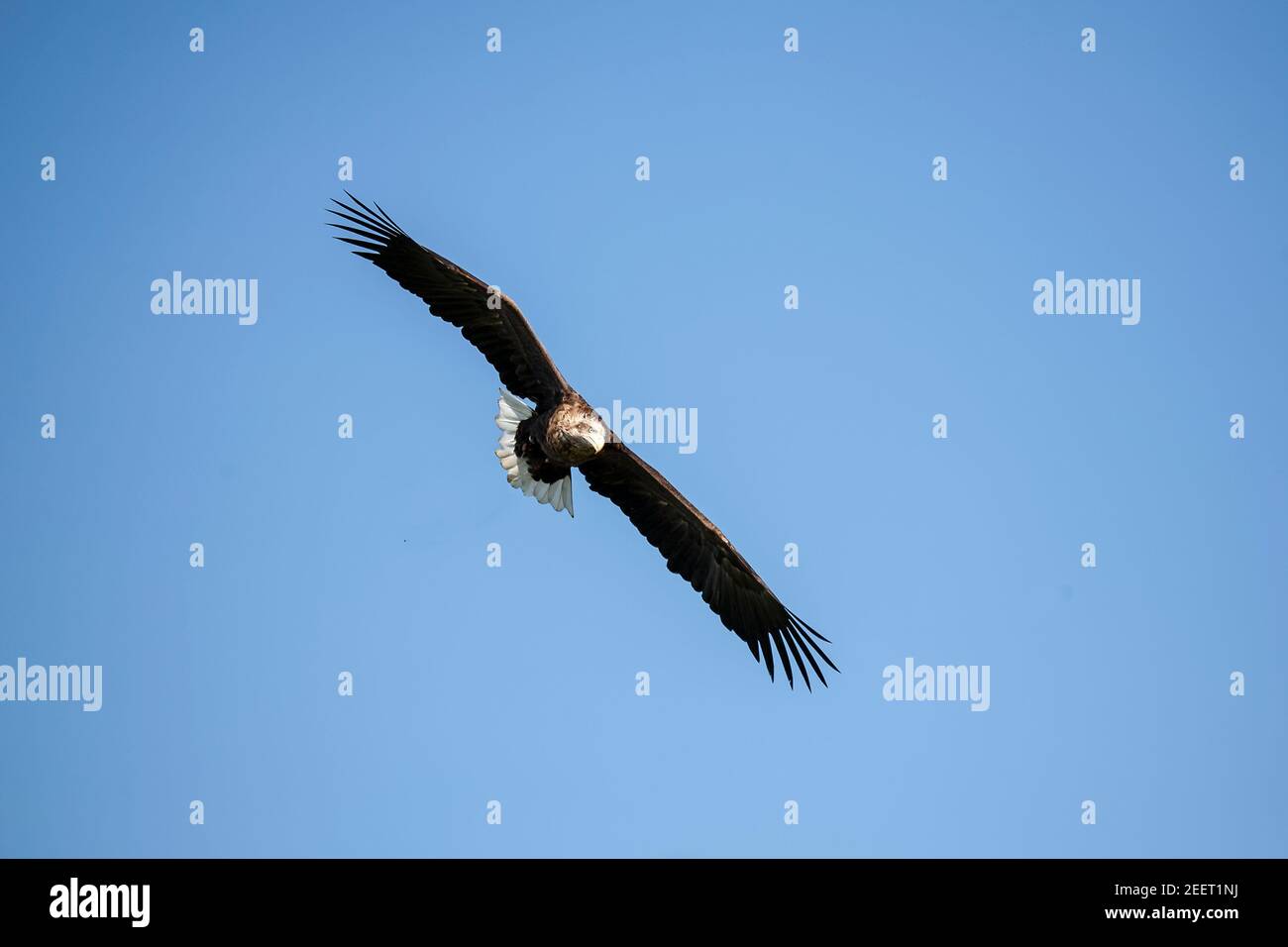 Un gran águila de cola blanca Haliaeetus albicilla volando en un corriente térmica contra un cielo azul claro Foto de stock