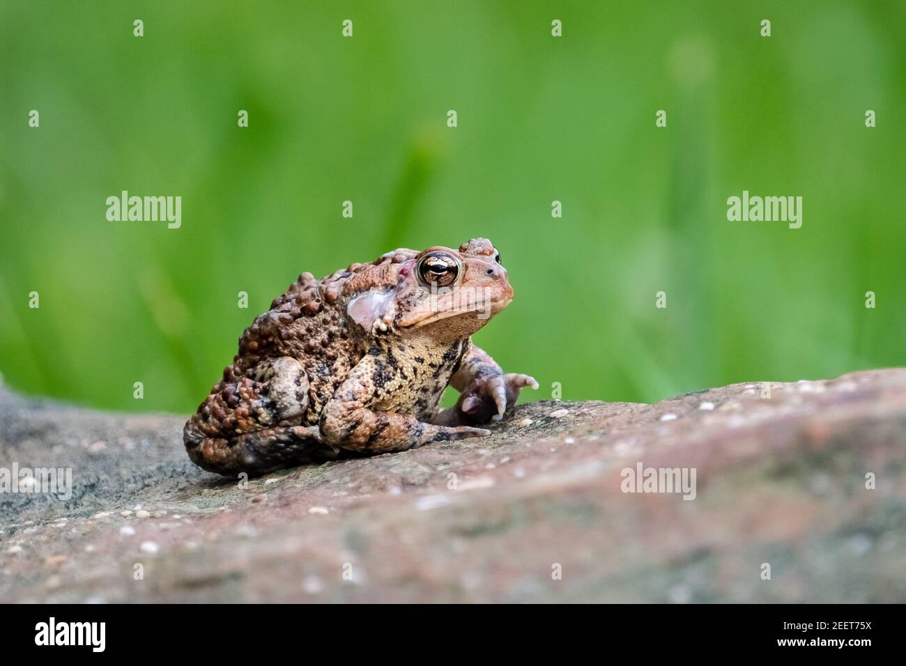 Un Toad de América Oriental (Anaxyrus americanus) descansa sobre una roca al sol de verano. Foto de stock