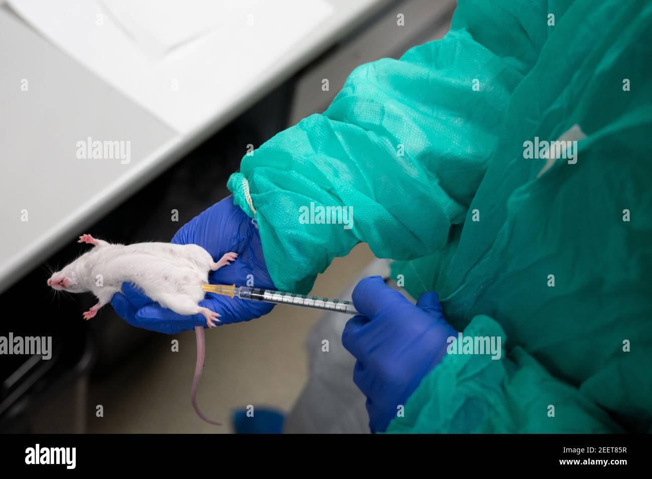 Madrid, España. 16 de febrero de 2021. Un investigador que muestra cómo  realizar una inyección intraperitoneal a un ratón en la instalación Animal  del Centro de Investigación Biológica Margarita Salas (CIB-CSIC). La