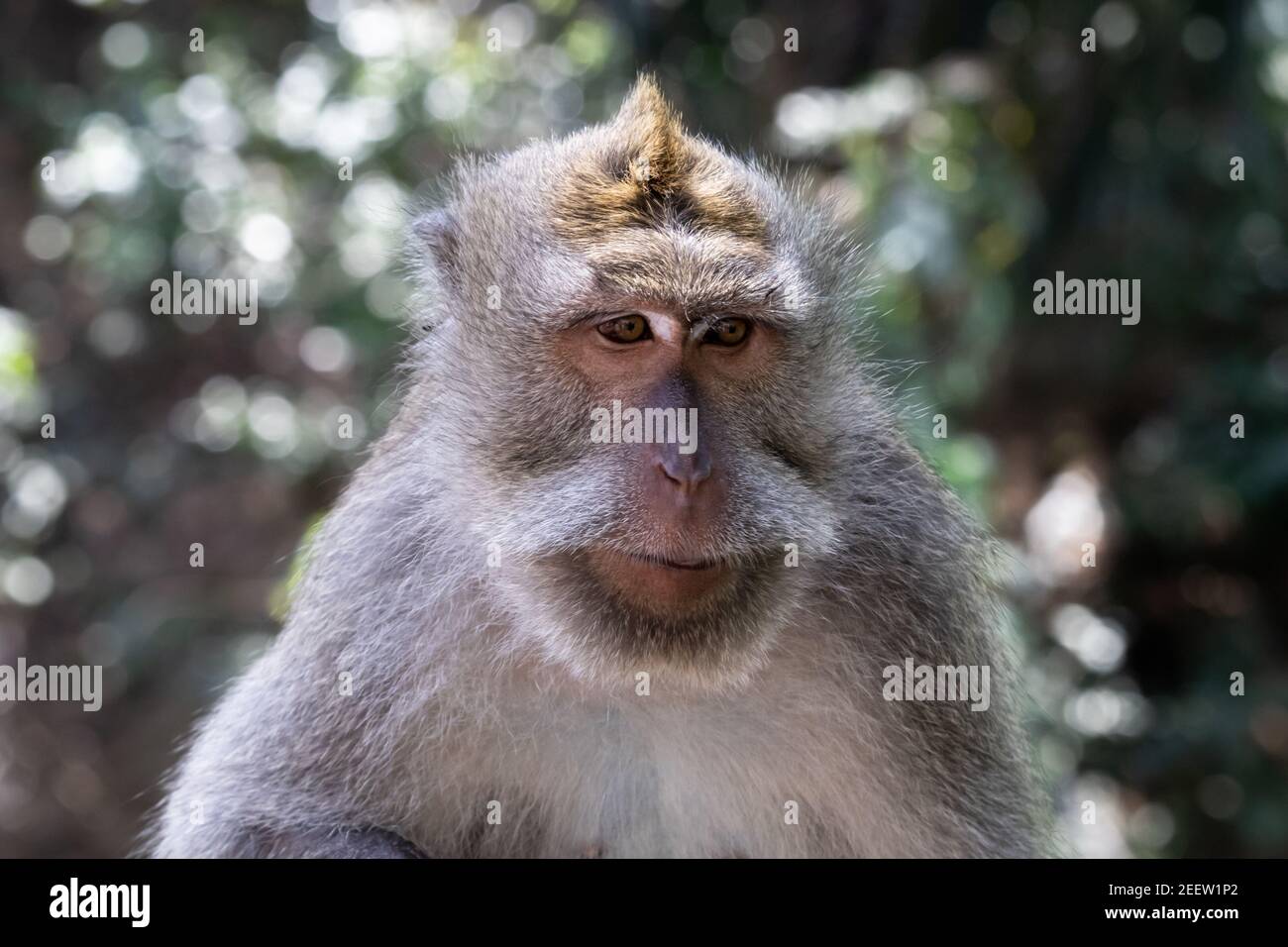 Primer plano del mono de cola larga balinés. Cepillo de la selva en el fondo. Foto de stock