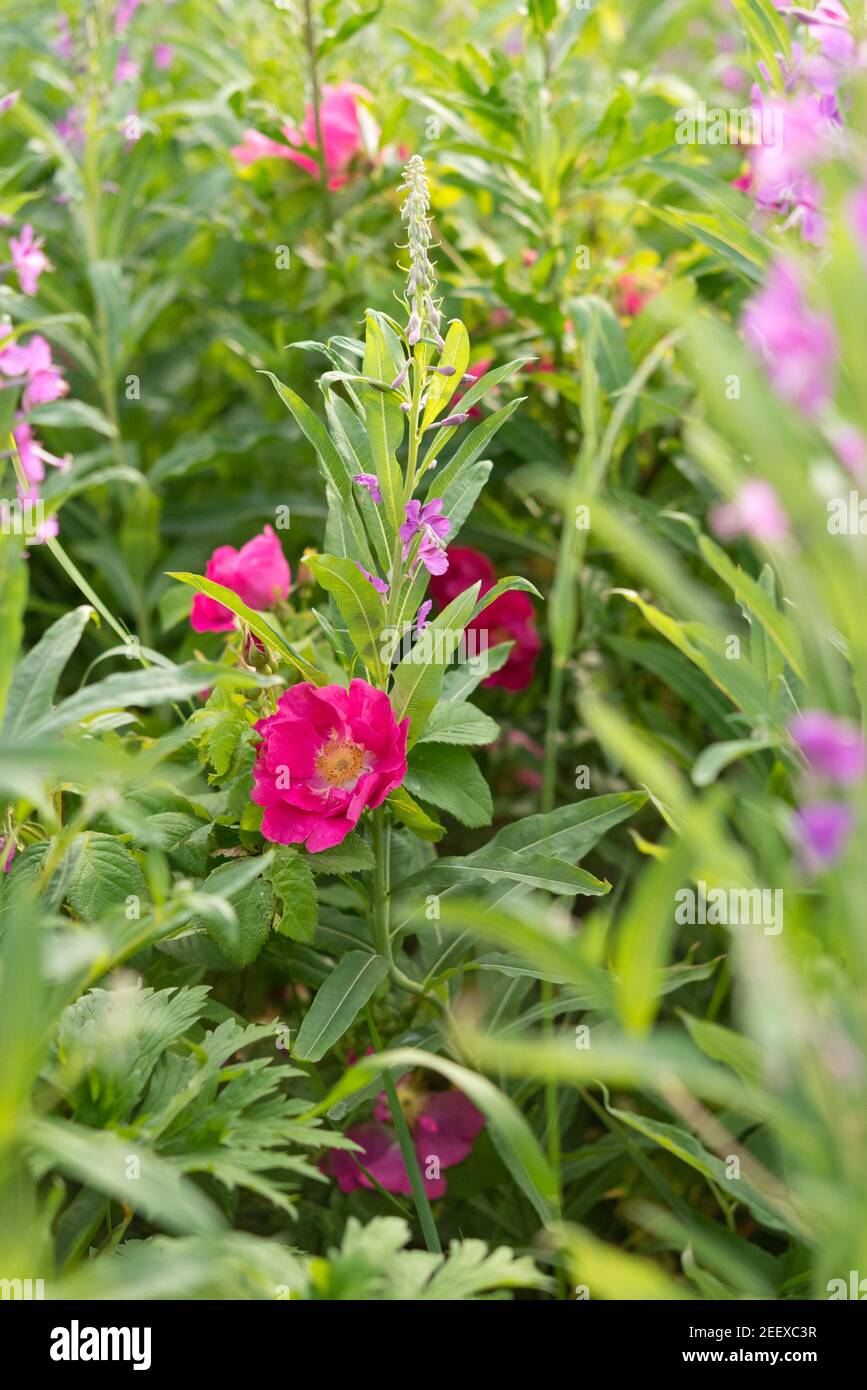 Florece el verano en el campo. Rosa rugosa crece en el matorral de la hierba de fuego / rosebay willowherb (Chamaenerion angustifolium). Foto de stock