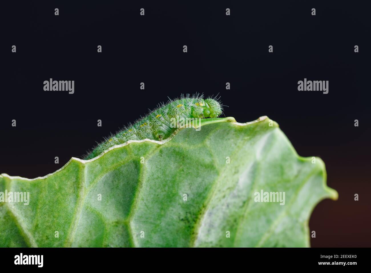Caterpillar verde arrastrándose en una hoja de basura Foto de stock