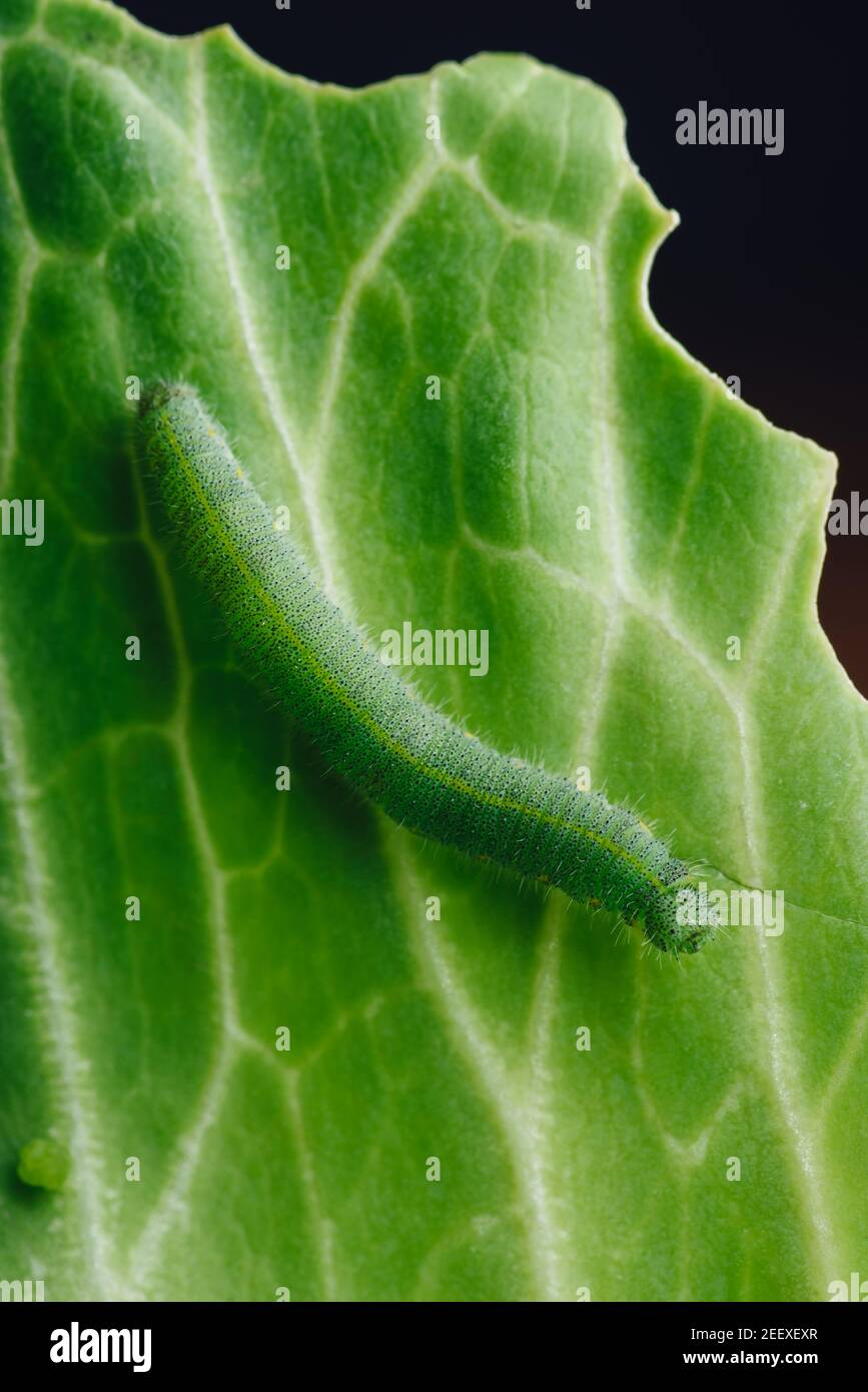 Caterpillar verde arrastrándose en una hoja de basura Foto de stock