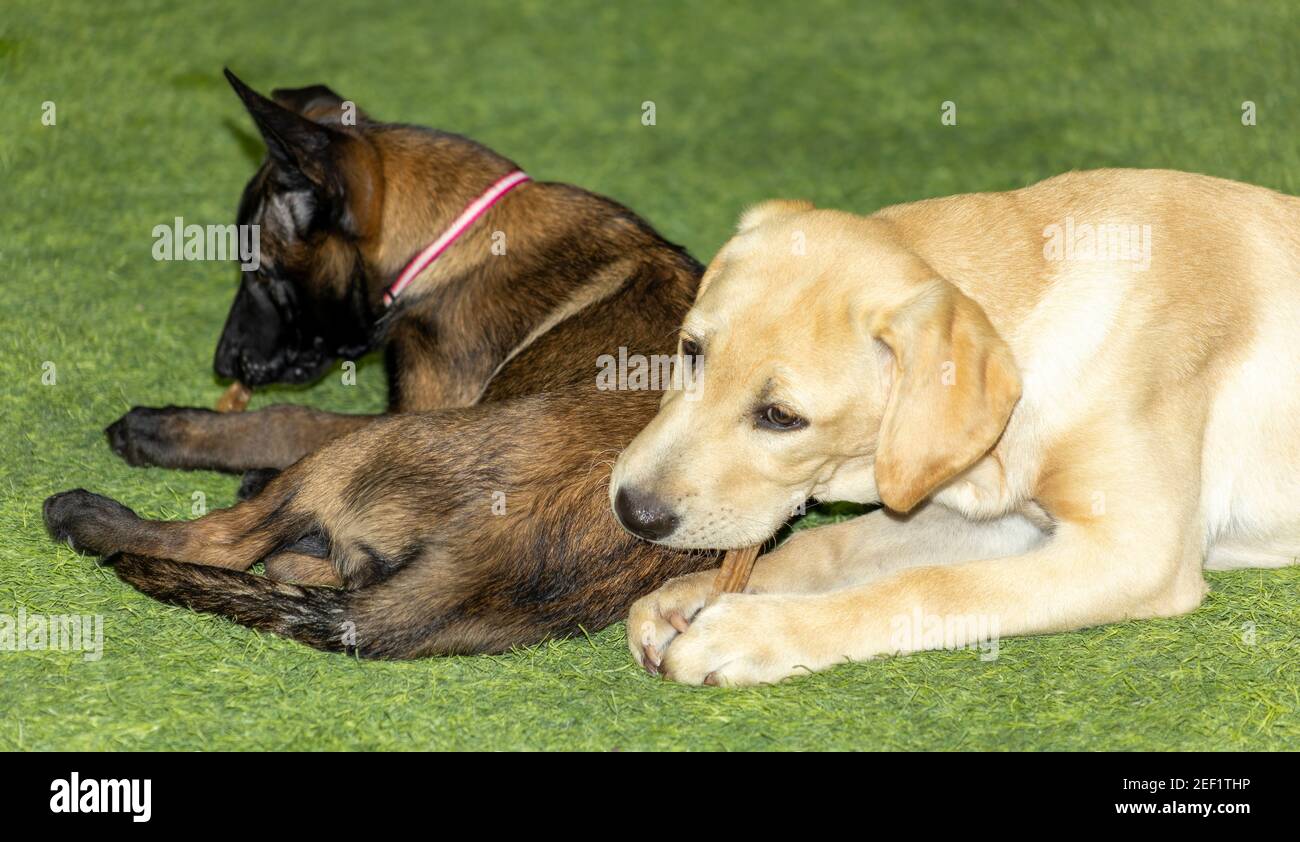 Un cachorro Golden Labrador Retriever se encuentra con un malinois belga  Cachorro en la hierba comiendo sus golosinas de la masticación del perrito  Fotografía de stock - Alamy