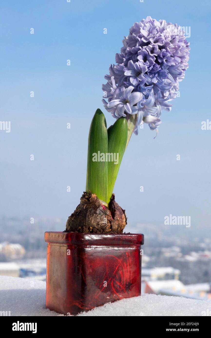 Planta bulbo en el pote Hyacinthus Foto de stock