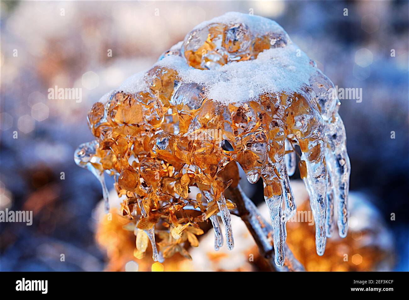 Plantas congeladas en invierno con hielo cubierto después de la lluvia helada Foto de stock