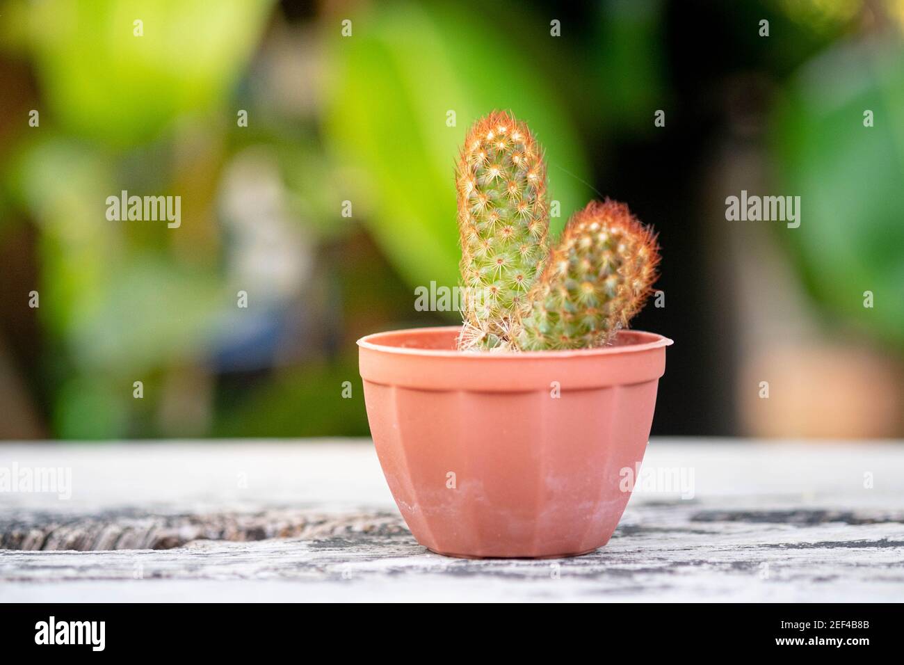 Planta pequeña o cactus en maceta sobre la mesa de madera vintage con luz natural y fondo verde, enfoque selectivo. Foto de stock