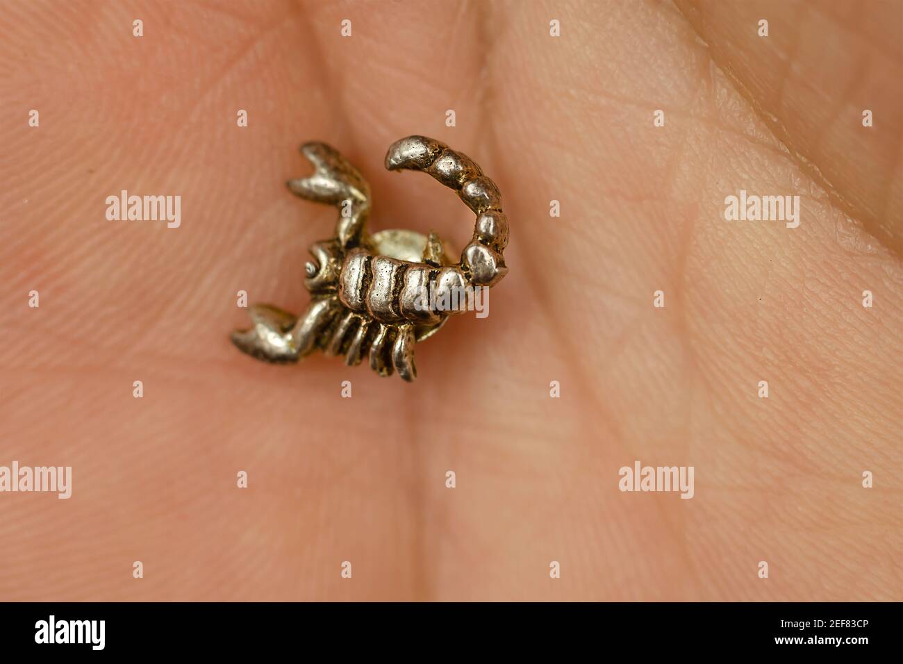 Real Scorpion Fotos e Imágenes de stock - Alamy