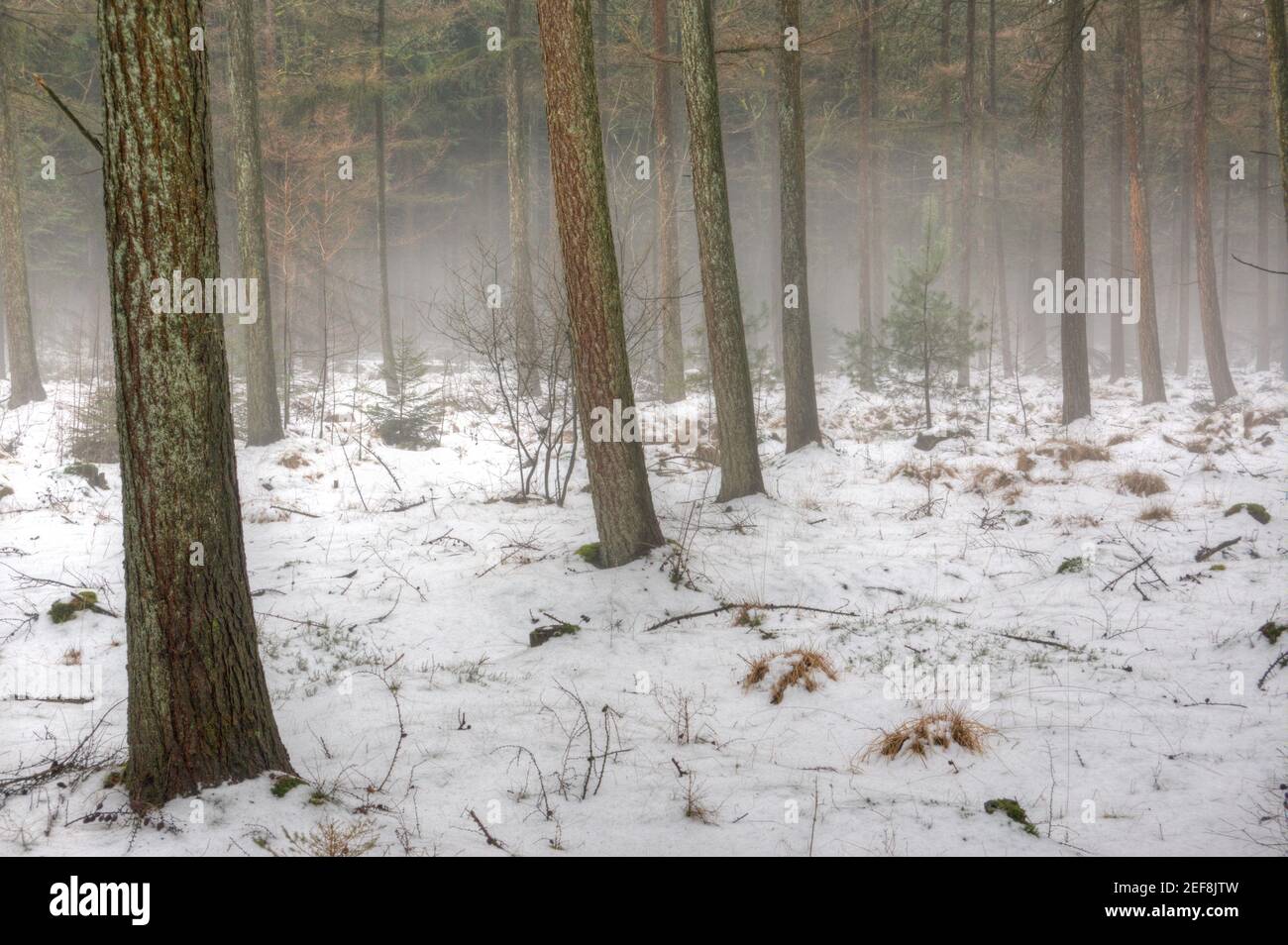 Fin del invierno, cambio de estaciones: En un bosque de Larch, la niebla cuelga sobre la nieve derretida Foto de stock