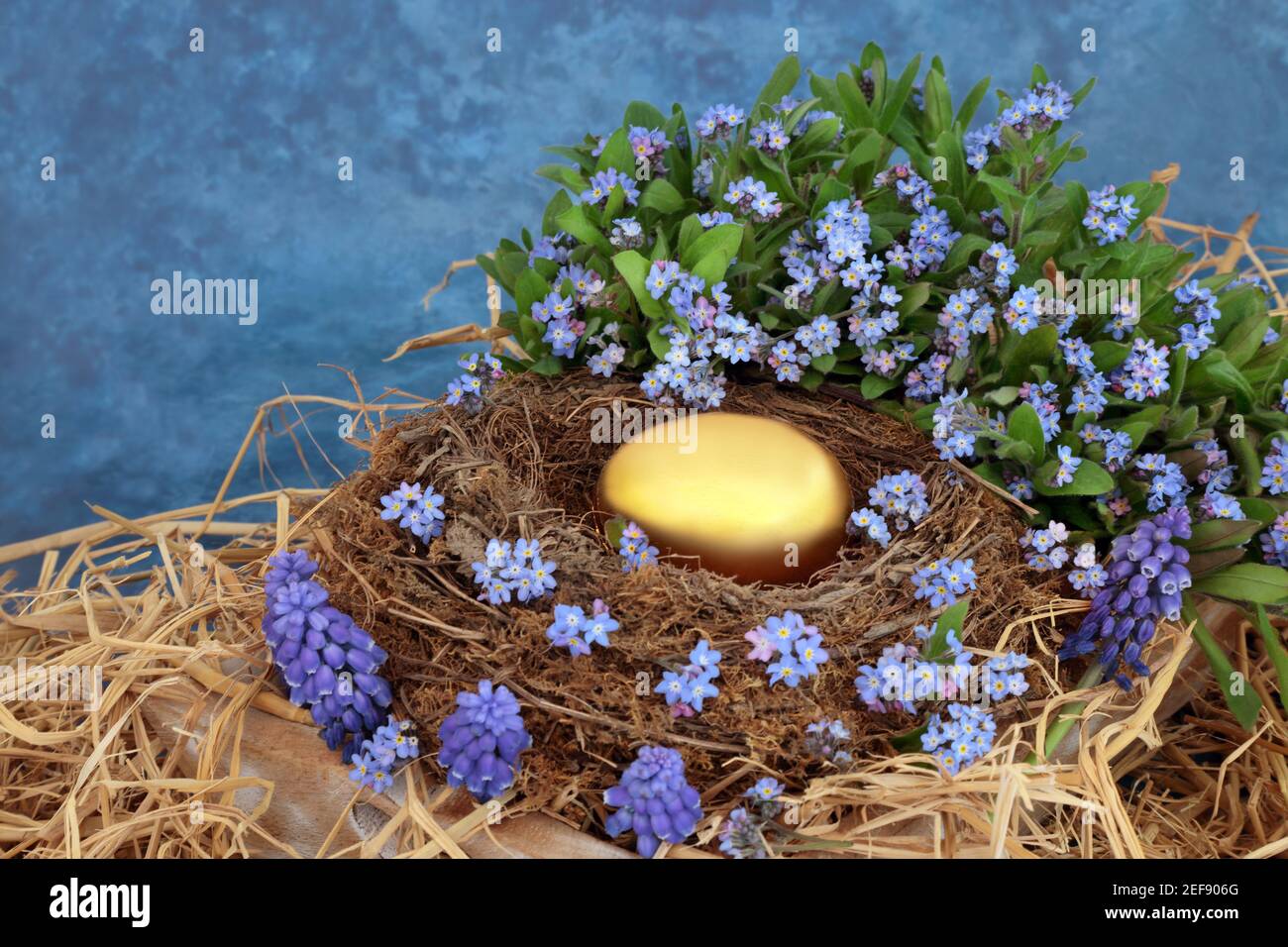 Huevo nido de oro fondo de jubilación y el concepto de ahorro financiero con huevo de oro en un nido natural, no me olvidan y flores de jacinto de uva en azul moteado Foto de stock