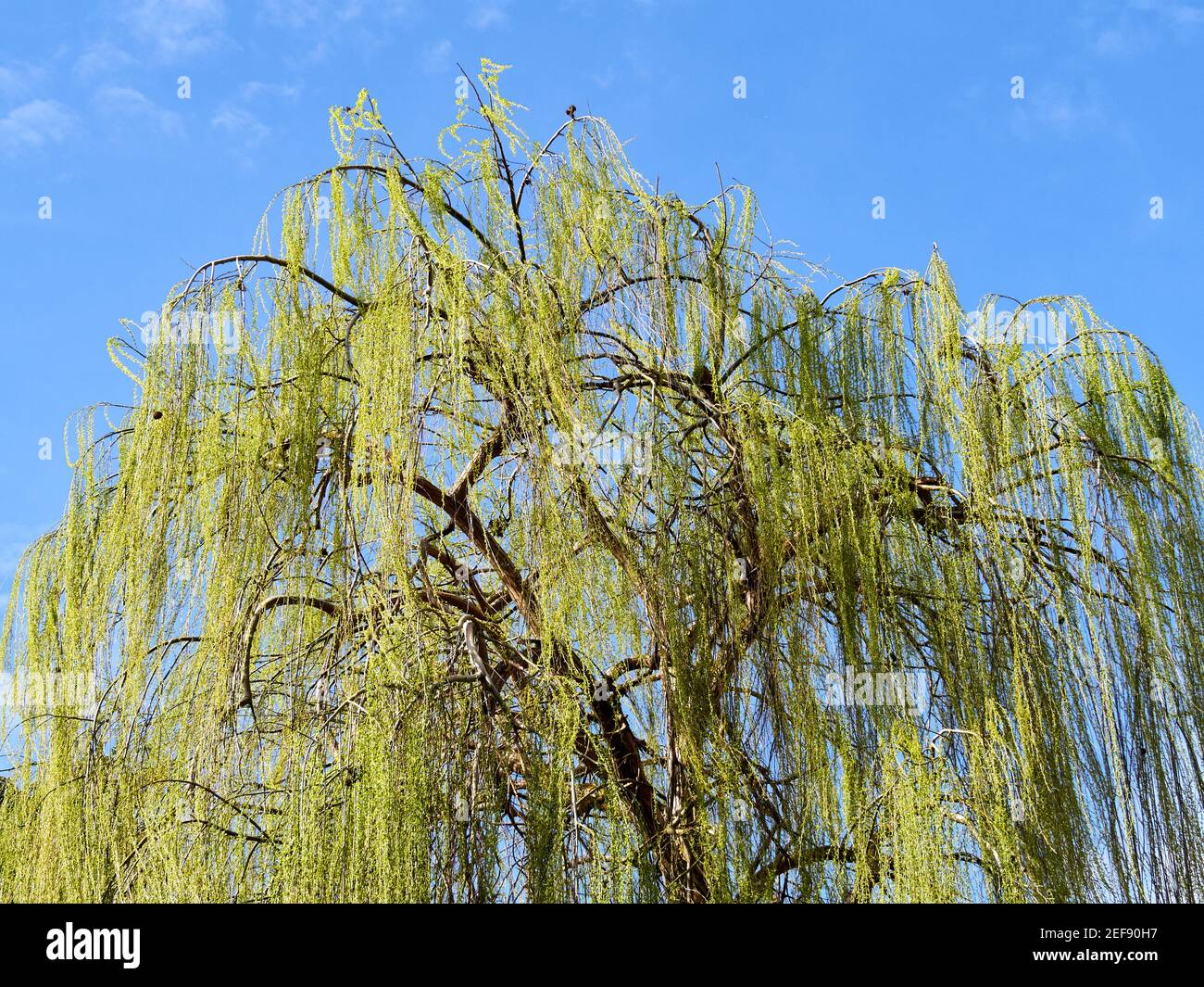 Sauce llorón en flor fotografías e imágenes de alta resolución Alamy