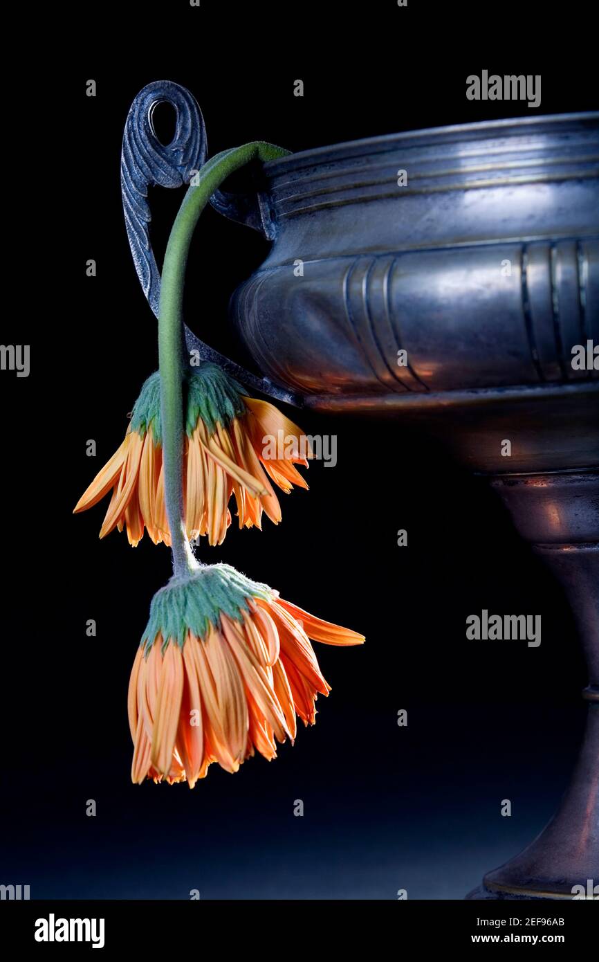 Primer plano de dos flores marchitadas en un jarrón Foto de stock