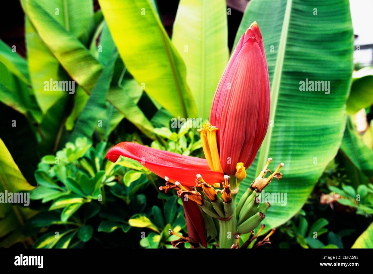 Una planta de banano se ve creciendo en Jamaica Fotografía de stock - Alamy