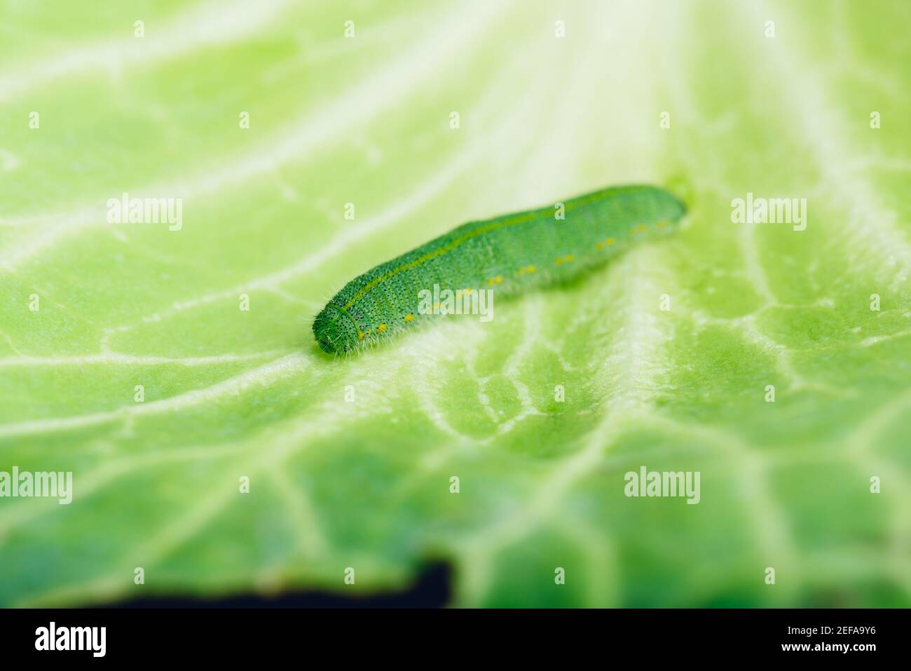 Caterpillar verde arrastrándose en una hoja de basura Foto de stock