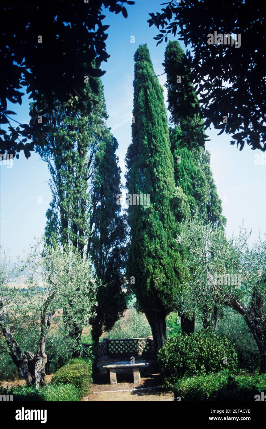 Árboles en un parque, Italia Foto de stock
