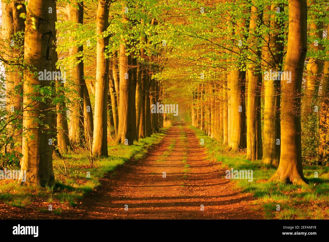 Árboles a ambos lados de una carretera de campo, Holanda Foto de stock
