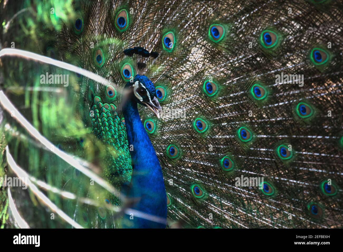 foto de cerca de un pavo real abriendo alas coloridas Foto de stock