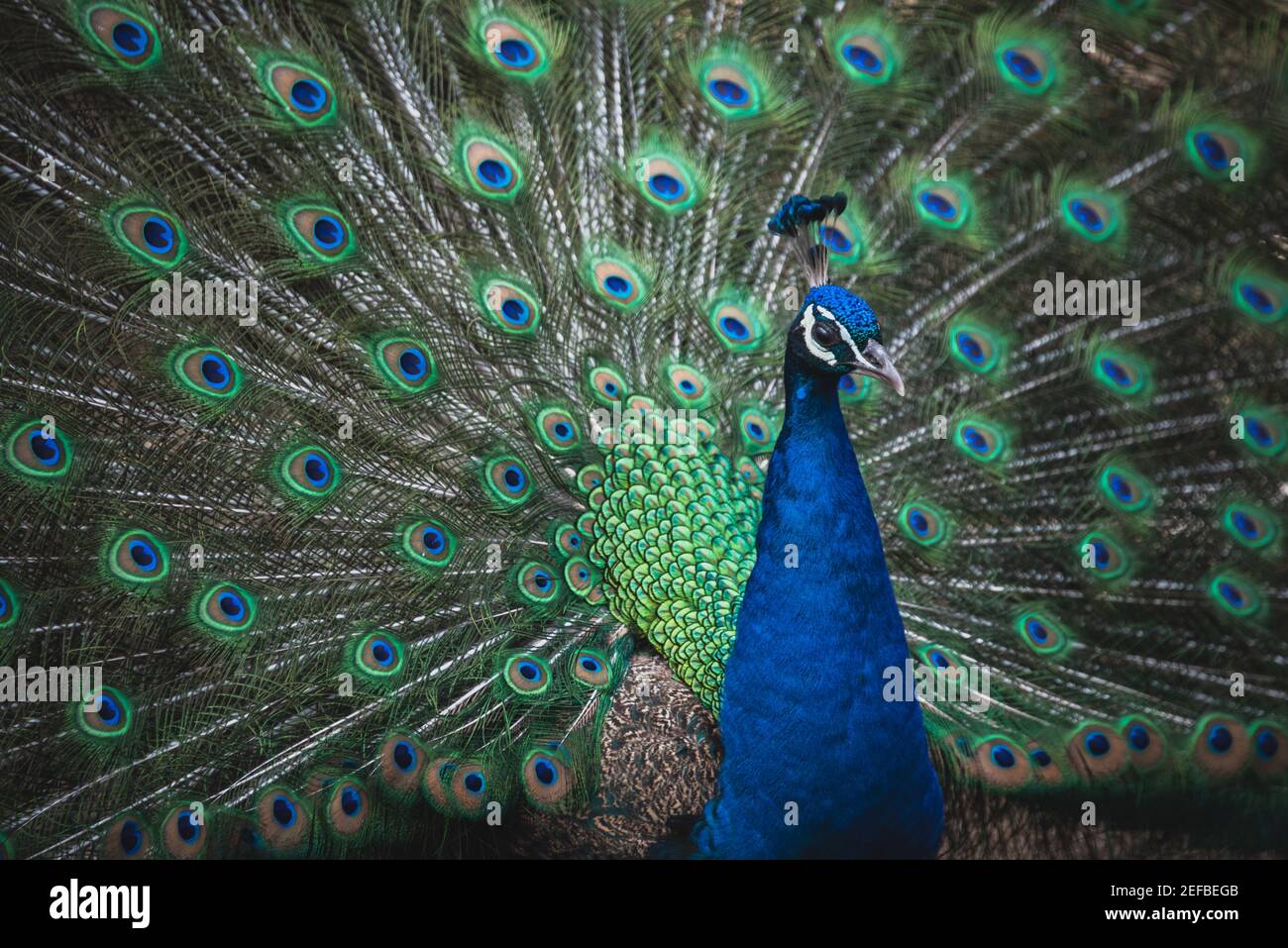 foto de cerca de un pavo real abriendo alas coloridas Foto de stock