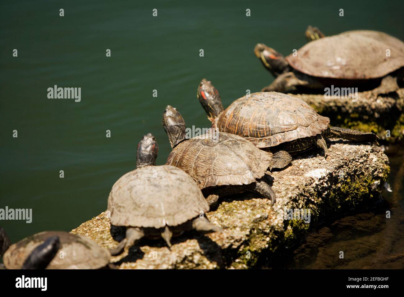 Vista de gran ángulo de las tortugas en una roca Foto de stock