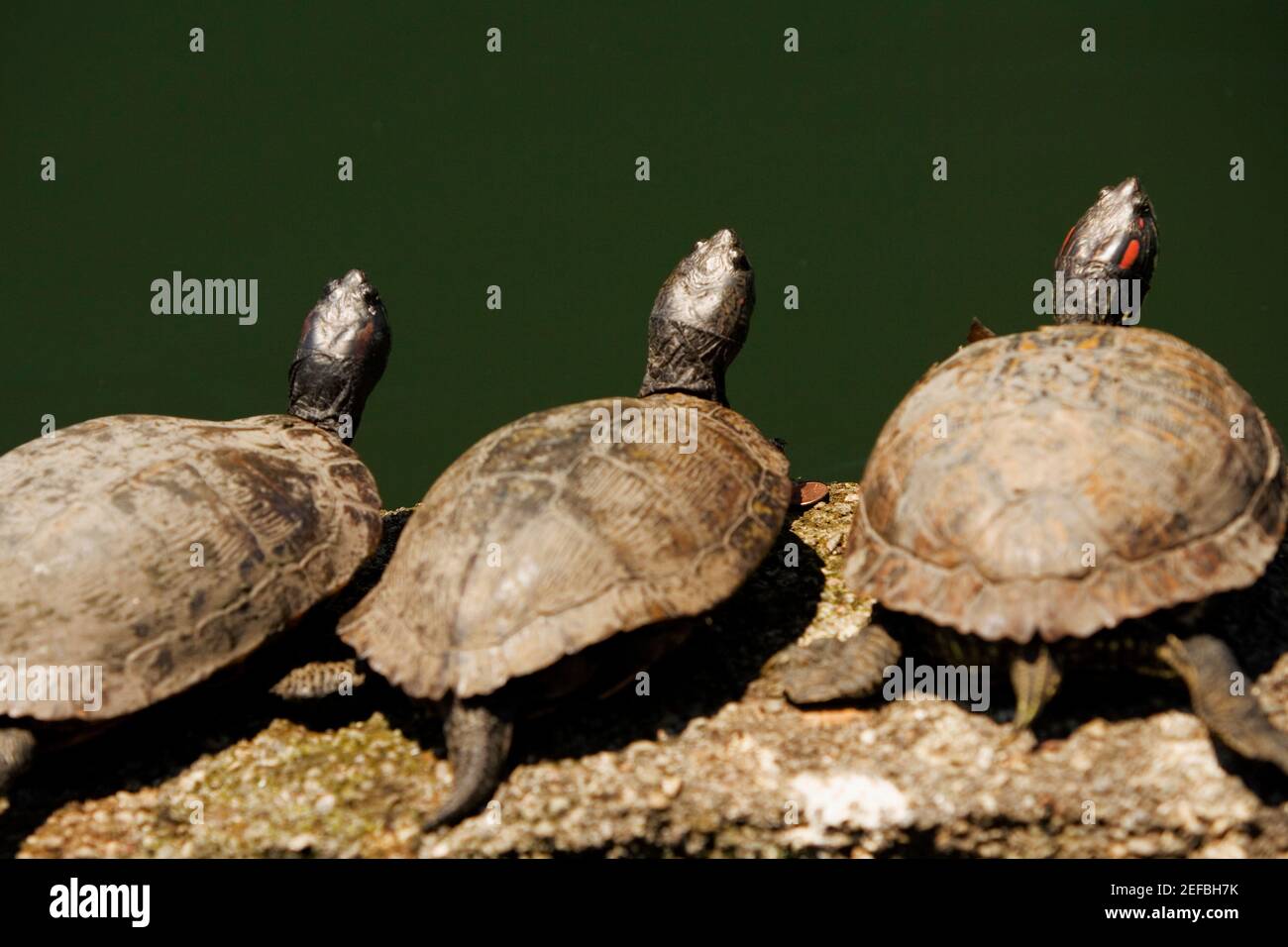 Vista de gran ángulo de las tortugas en una roca Foto de stock