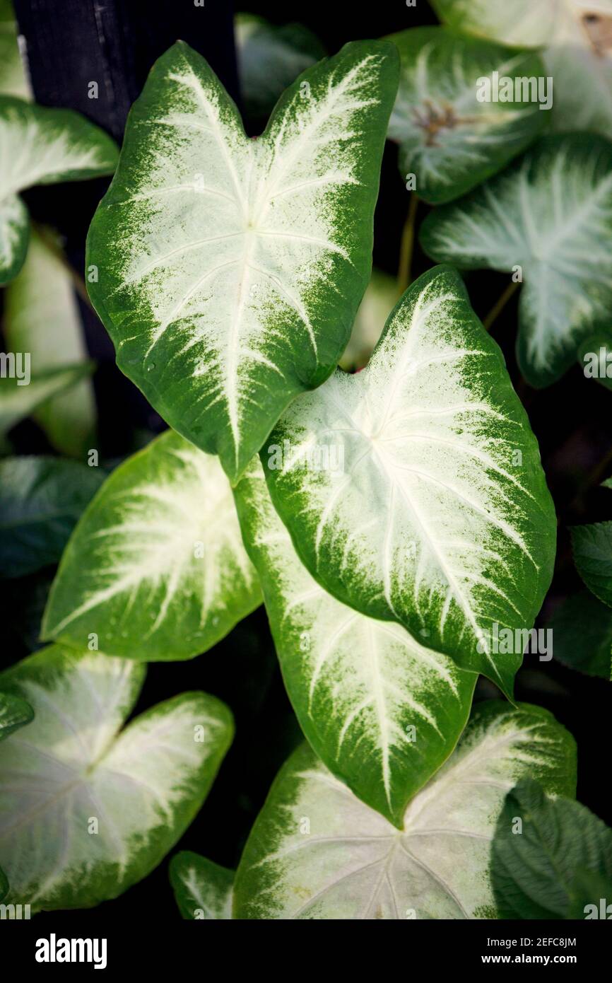 Close-up de hojas Foto de stock