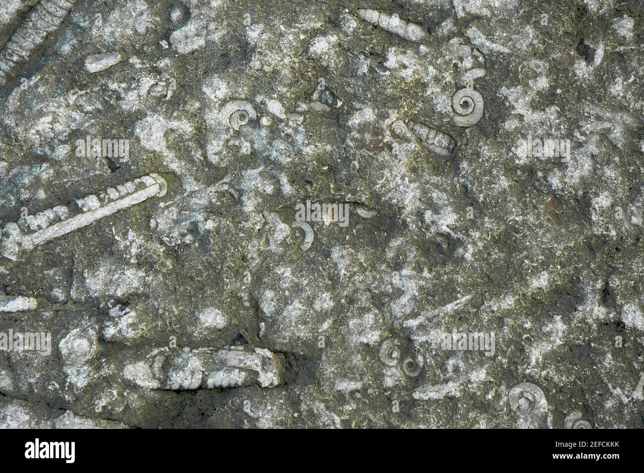 Primeros planos de musgo en una roca Foto de stock