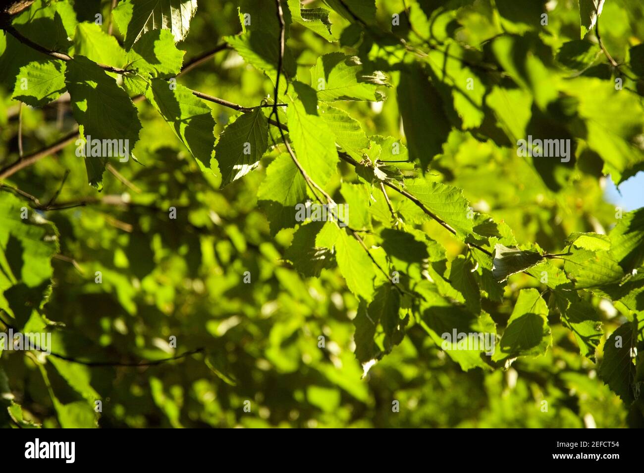 Hojas en un árbol, Ciudad de Nueva York, Estado de Nueva York, Estados Unidos Foto de stock