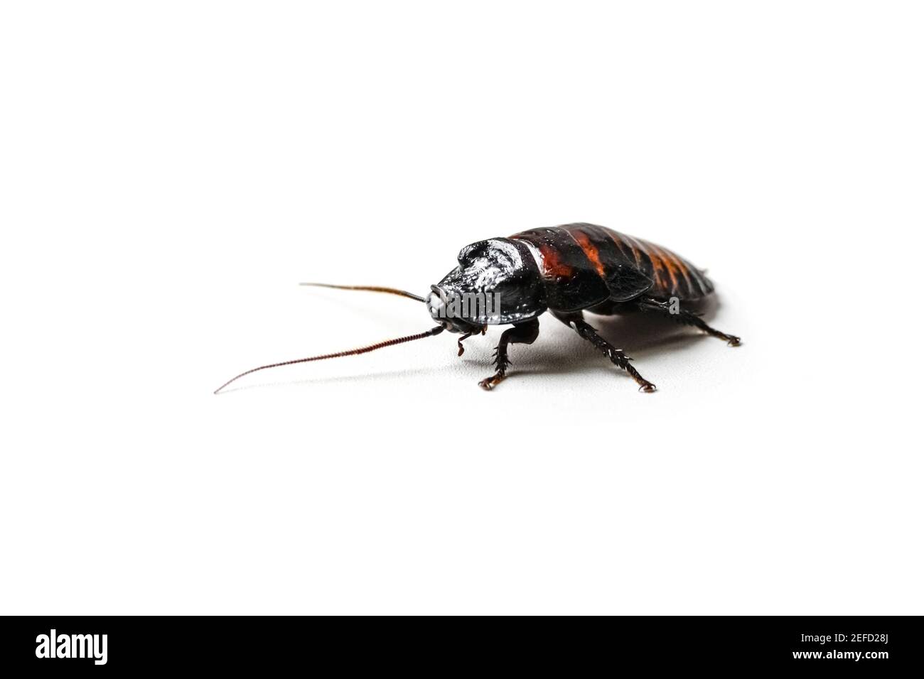 Escarabajo rastrero Imágenes recortadas de stock - Alamy