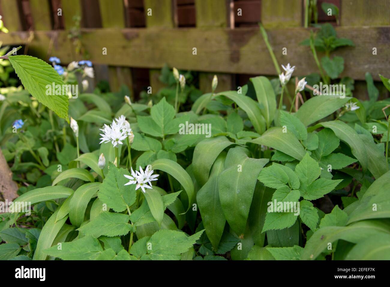 El ajo silvestre, Allium ursinum, es una planta medicinal y vegetal silvestre valorada. También se puede cultivar en el jardín. Foto de stock