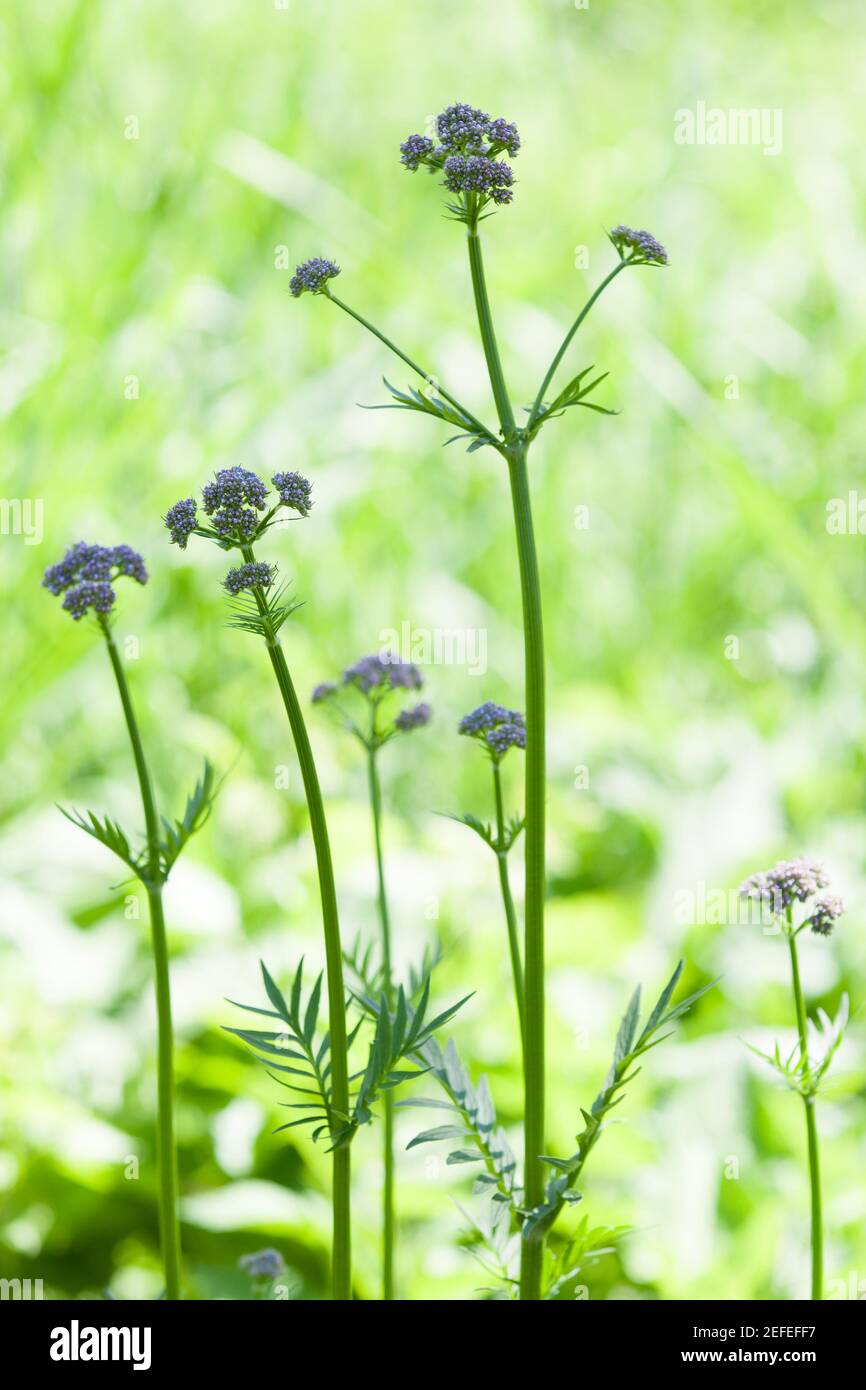 Valeriana (Valeriana officinalis) en el entorno natural Foto de stock