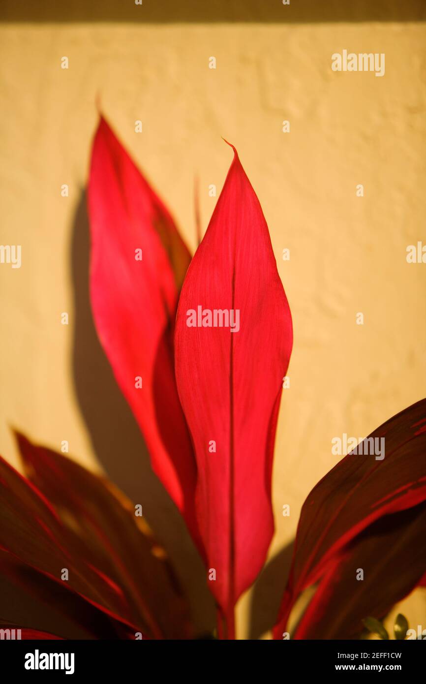 Close-up de hojas rojas Foto de stock