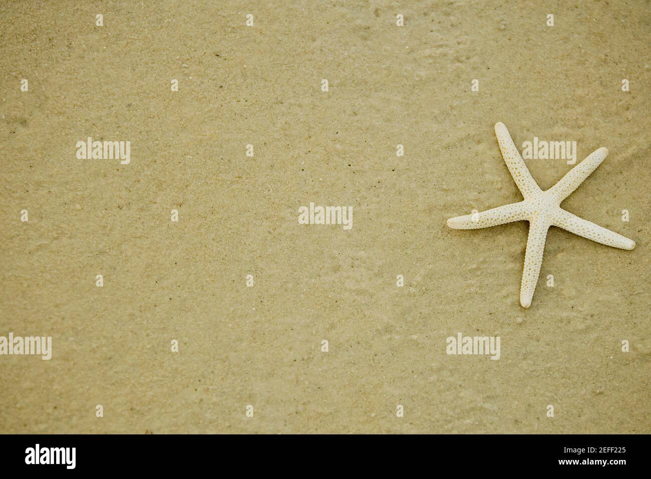 Primer plano de una estrella de mar en la playa Foto de stock