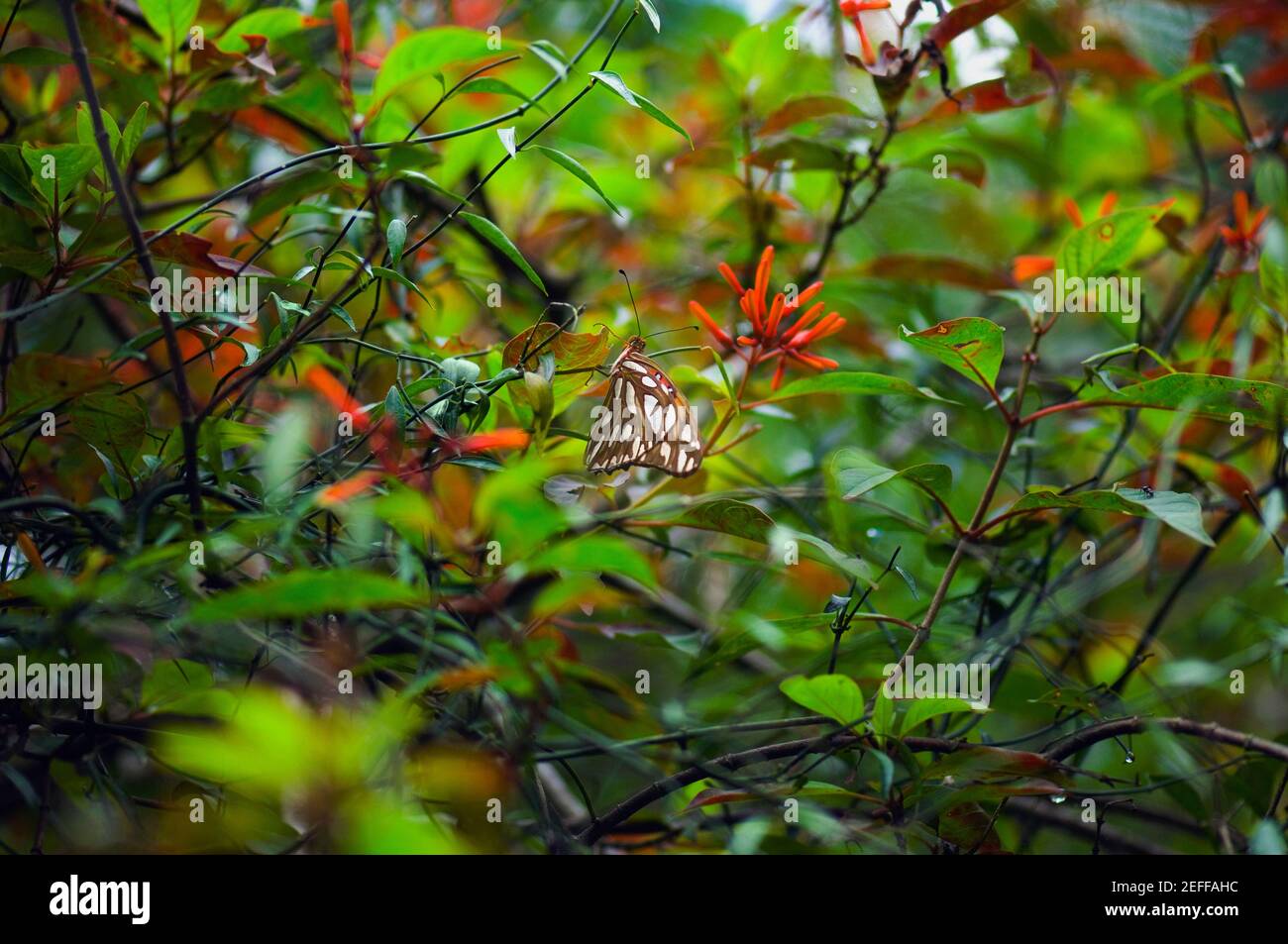 Bambú escaso Página Philaethria mariposa Dido en una rama Foto de stock