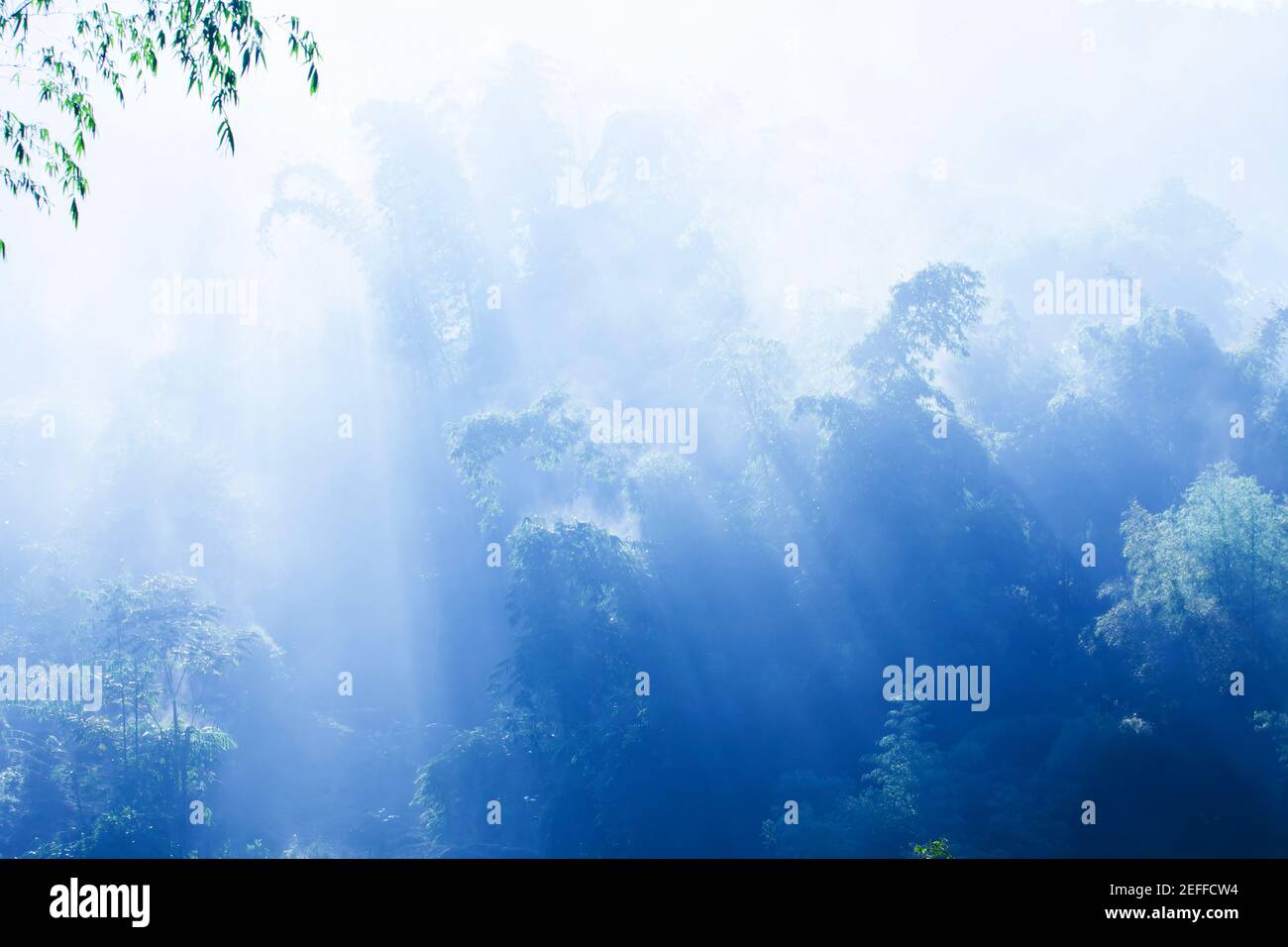 Un tranquilo bosque de bambú en azul brumoso, suave amanecer brilla en las  ramas de los árboles de bambú, la luz del sol quemando el rocío en las  hojas de bambú Fotografía