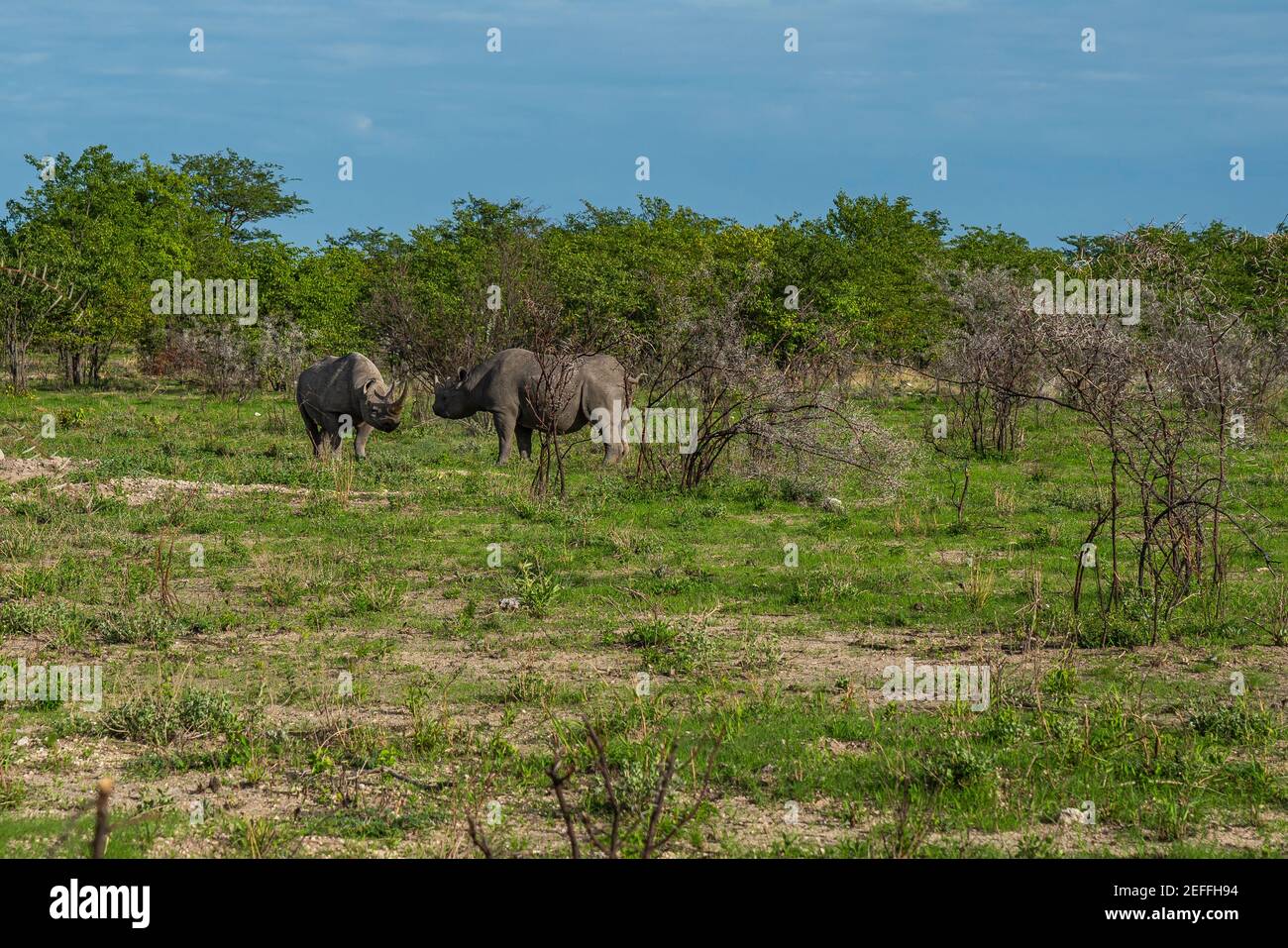 Dos rinocerontes negros, rinoceronte de pie entre arbustos en el desierto de Kalahari, Parque Nacional Etosha, Nambia, África sobre el gras verde Foto de stock