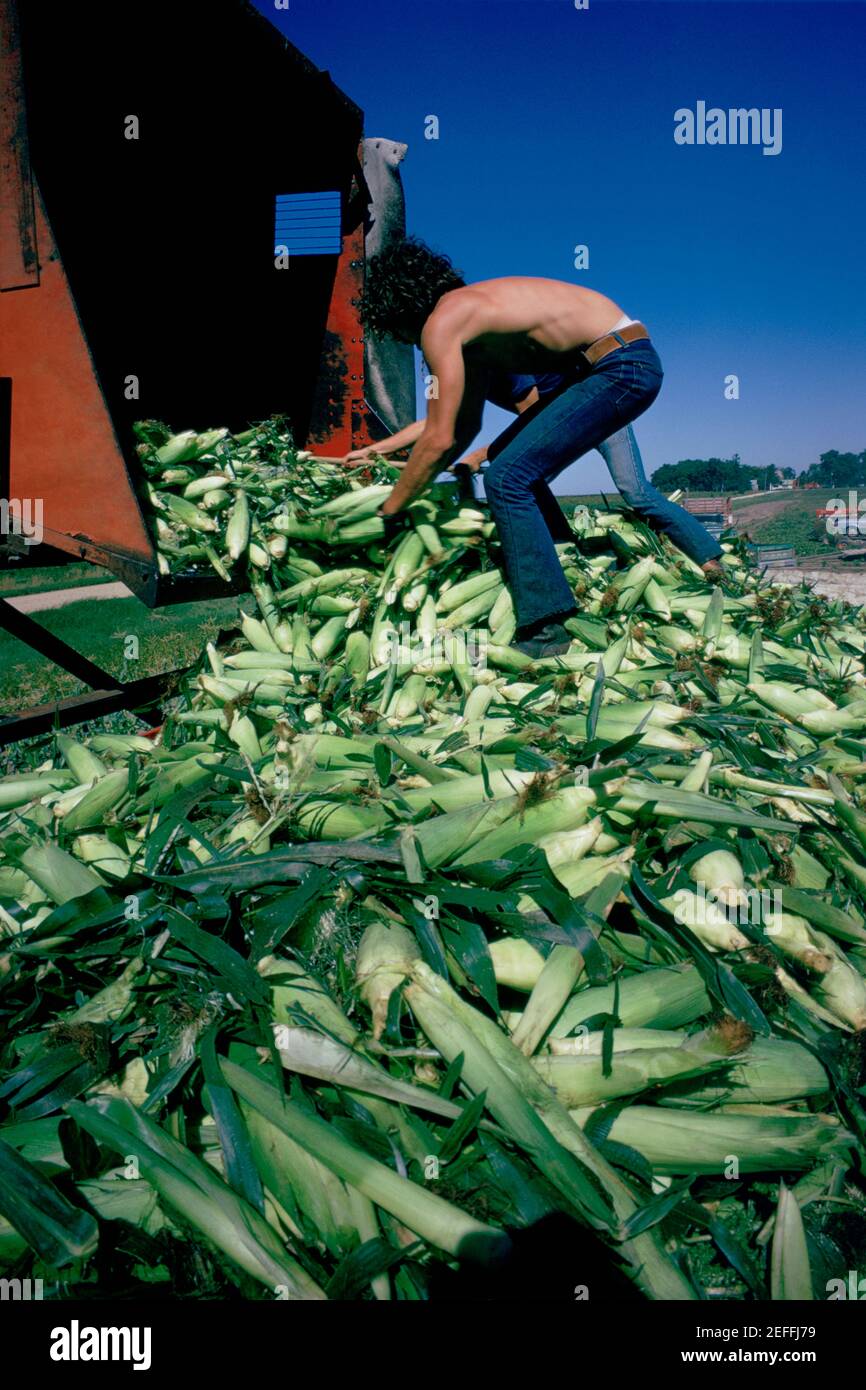 Cosecha de maíz dulce, Minnesota Foto de stock