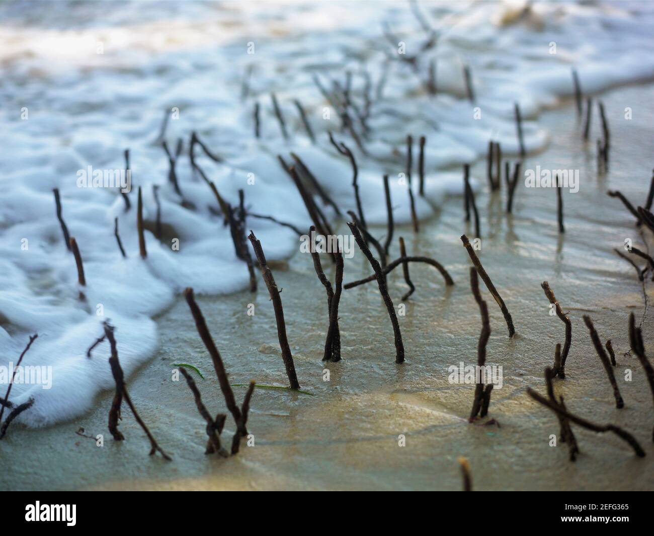 Primer plano de ramitas en la arena de la playa Foto de stock