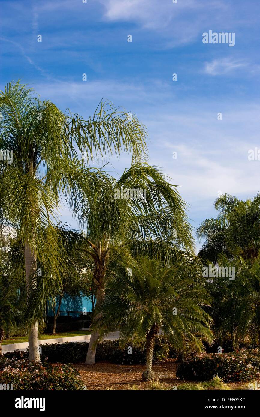 Las palmeras en el jardín Foto de stock