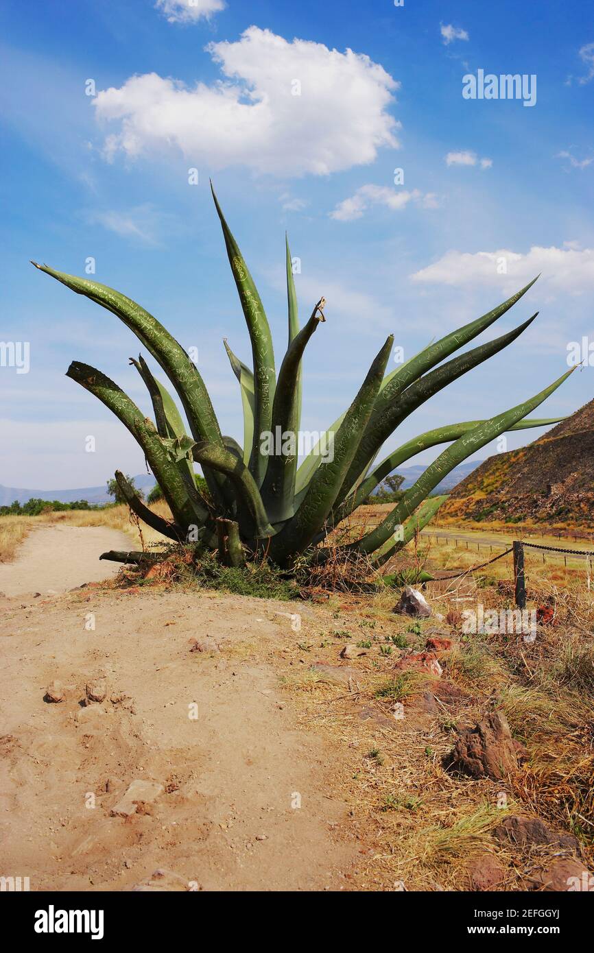 Planta de Aloe en un paisaje Foto de stock