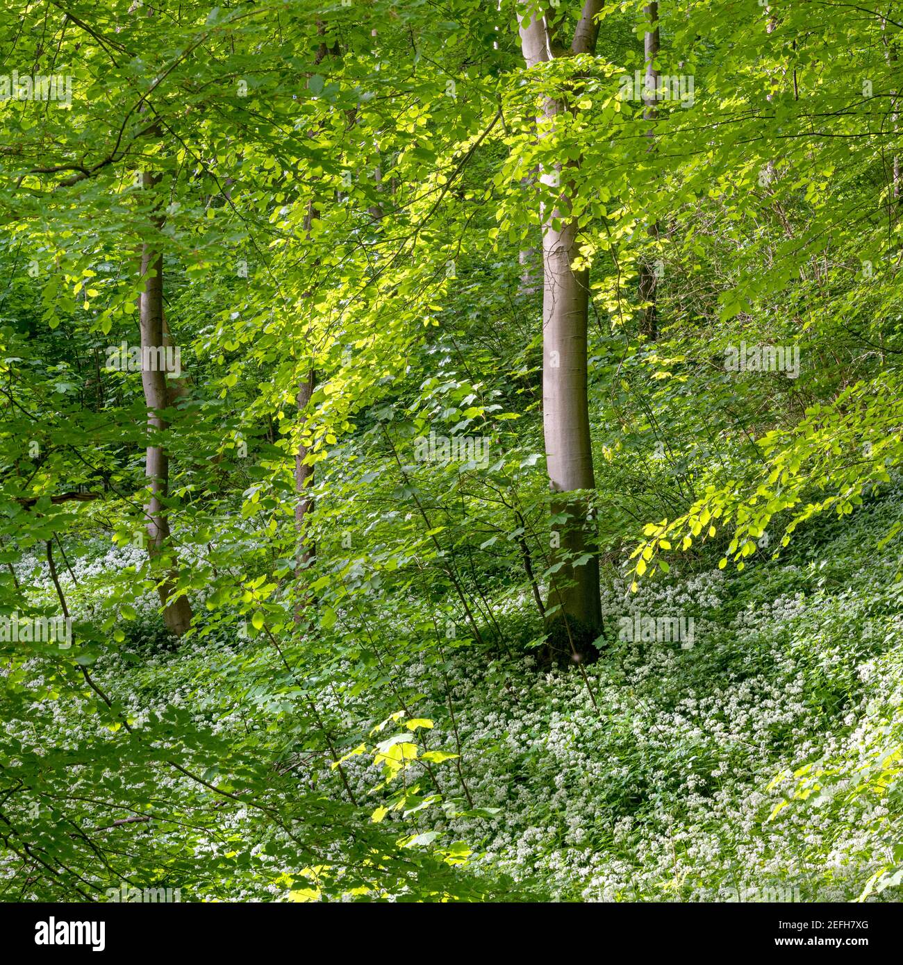 Ajo salvaje en Millington Woods en los Yorkshire Wolds Foto de stock