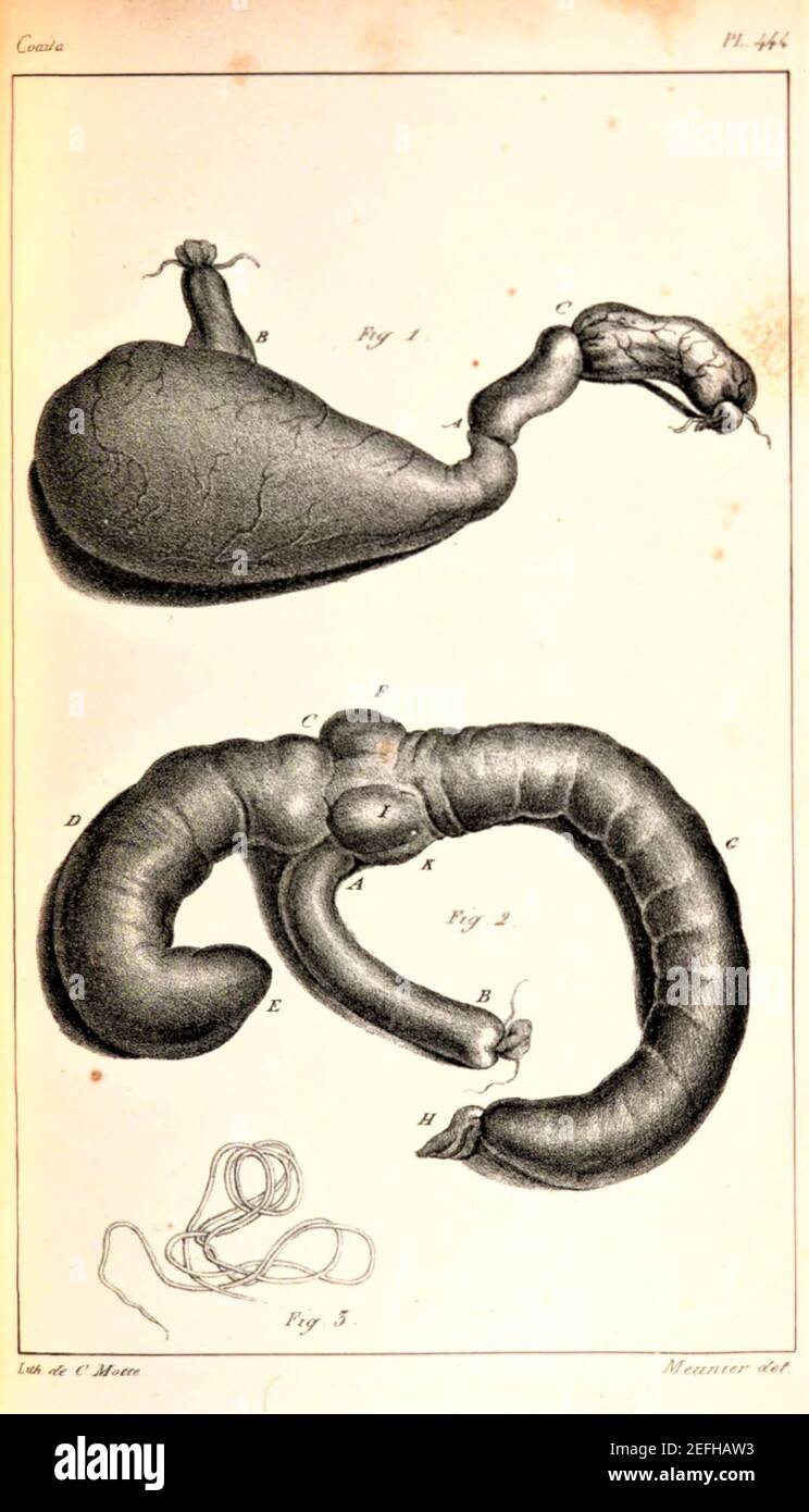 Oeuvres complètes de Buffon Plate 444 Ateles paniscus. Foto de stock