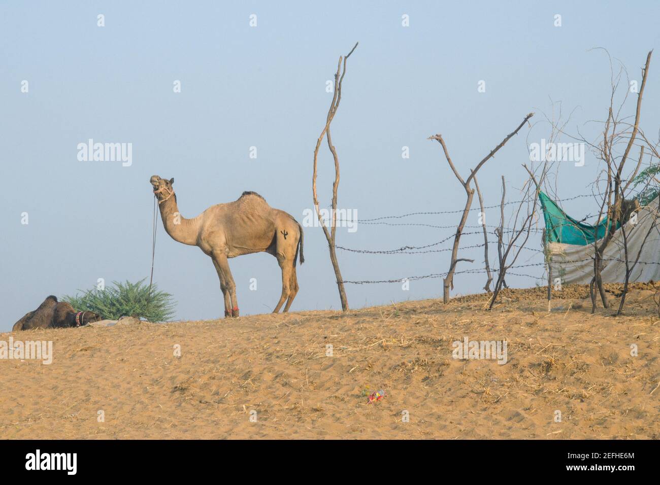 camellos y paisaje en pushkar feria rajasthan india Foto de stock