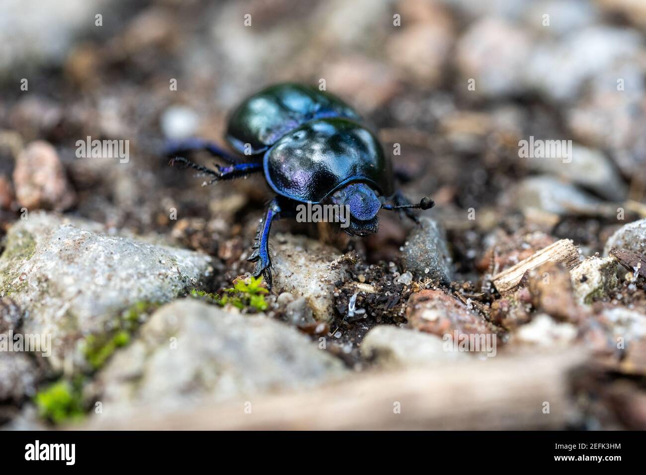 macro madera estiércol escarabajo anoplotopes stercorosus en el suelo, alemania Foto de stock