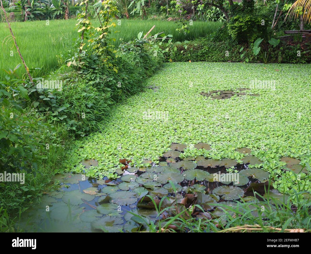 estanque cubierto de follaje y lilly pads Foto de stock