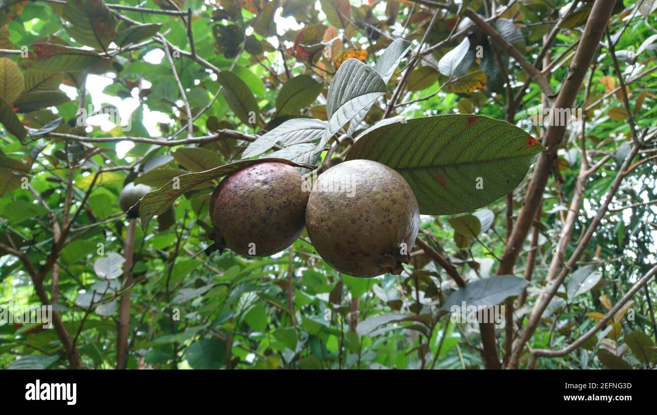 Primera dosis de mangosteen kokum fruit Foto de stock
